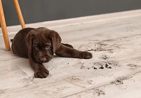 VinylDryMesses vinyl Care | The Floor Shoppe