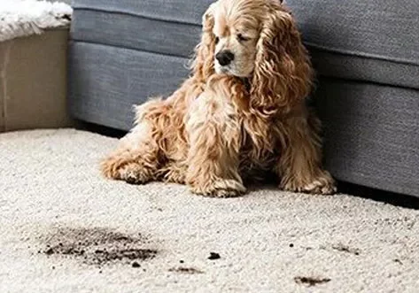 rugs Rug care | The Floor Shoppe